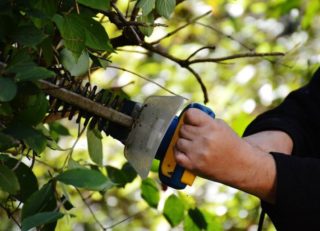 Gartenarbeit wie Hecke scheren kann ins Auge gehen - besser mit Schutzbrille