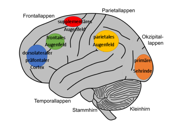 Steuerung Areale in der Großhirnrinde