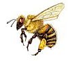Etnia - Le Jardin - Bee