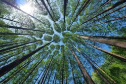 Nachhaltigkeit - Am Anfang der Wald