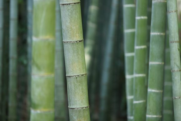 Bambus: Material für Brillen