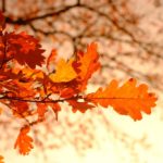 Herbst Blätter Wald