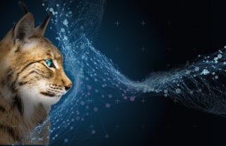 Rupp + Hubrach - Luchs-Partner-Programm 2021