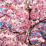 Frühling Kirschblüten