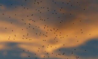 Fliegende Mücken am Himmel c Pixabay Hans