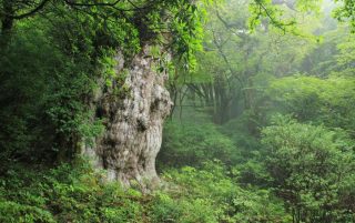Jomonsugi Zedern-Baum Yakushima c Unsuikyo Eyewear